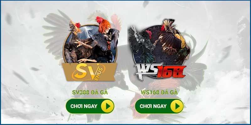 Đá Gà C1 Hôm Nay QQ88 - Nín Thở Xuống Tiền Đặt Cược Cùng 6 Hai sảnh Đá Gà tuyệt đỉnh tại nền tảng